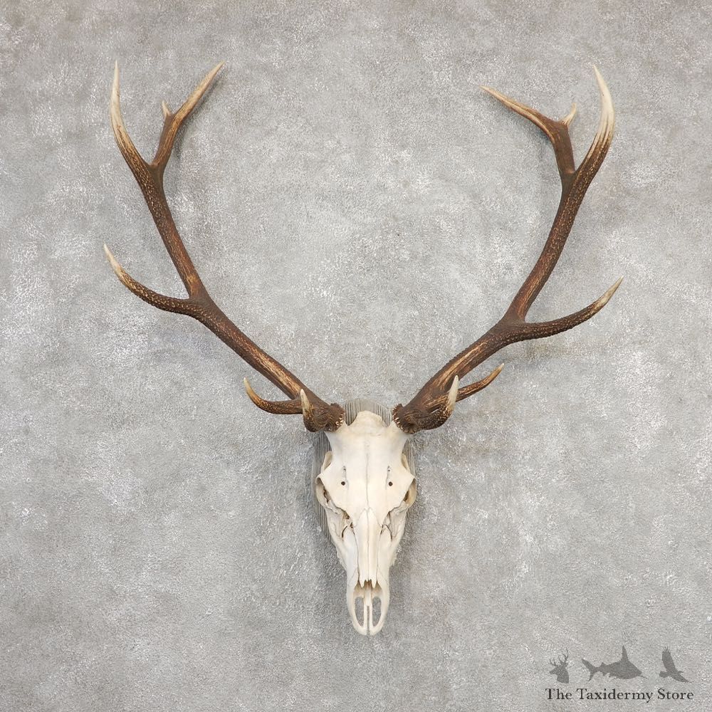 Red Deer Skull Antler European Mount For Sale #20323 @ The Taxidermy Store