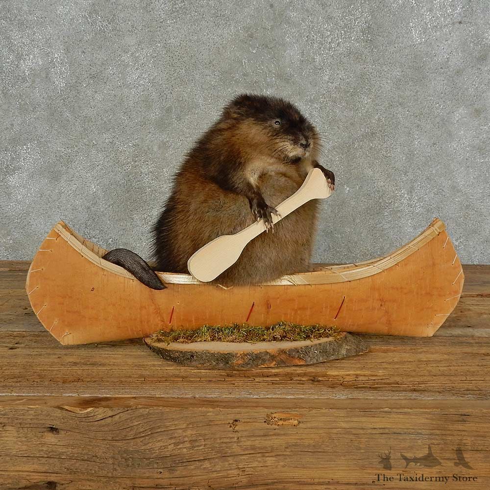 Canoeing Muskrat Novelty Mount For Sale #16841 @ The Taxidermy Store