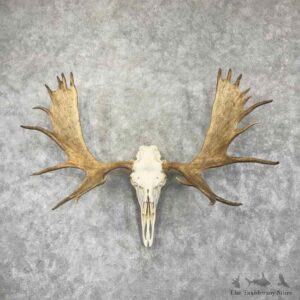 Canadian Moose Skull European Mount For Sale #31792 @ The Taxidermy Store
