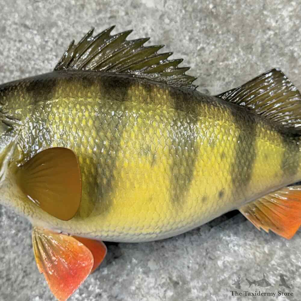 Yellow Perch Fish Mount For Sale #31862 @ The Taxidermy Store