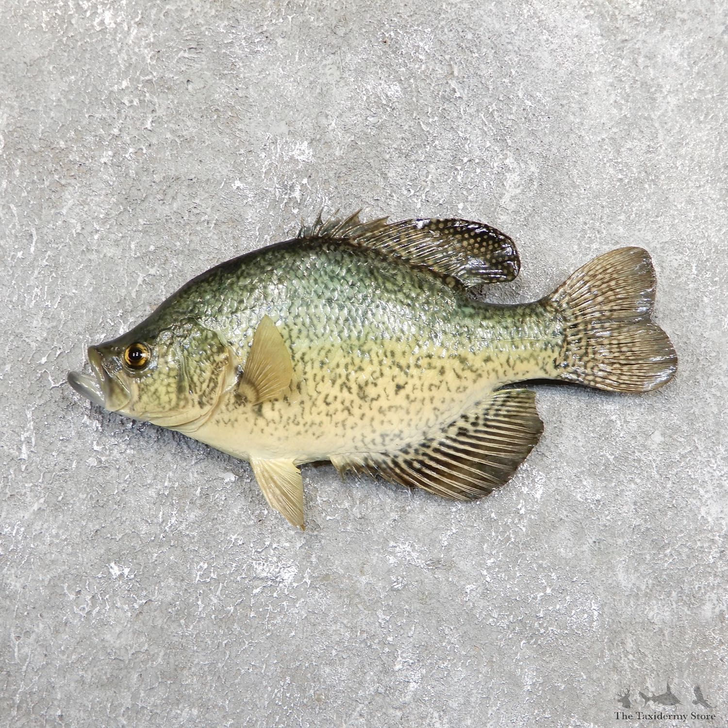 Black Crappie Taxidermy Fish Mount #19681 For Sale @ The Taxidermy Store