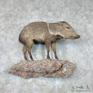 Peccary Life-Size Mount For Sale #26868 @ The Taxidermy Store