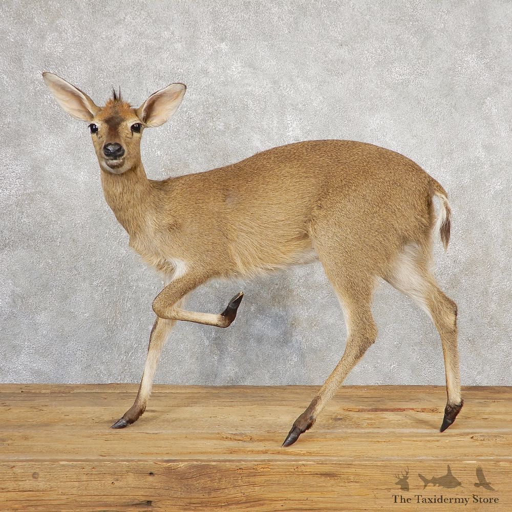 Female Bush Duiker Life-Size Mount For Sale #28888 @ The Taxidermy Store