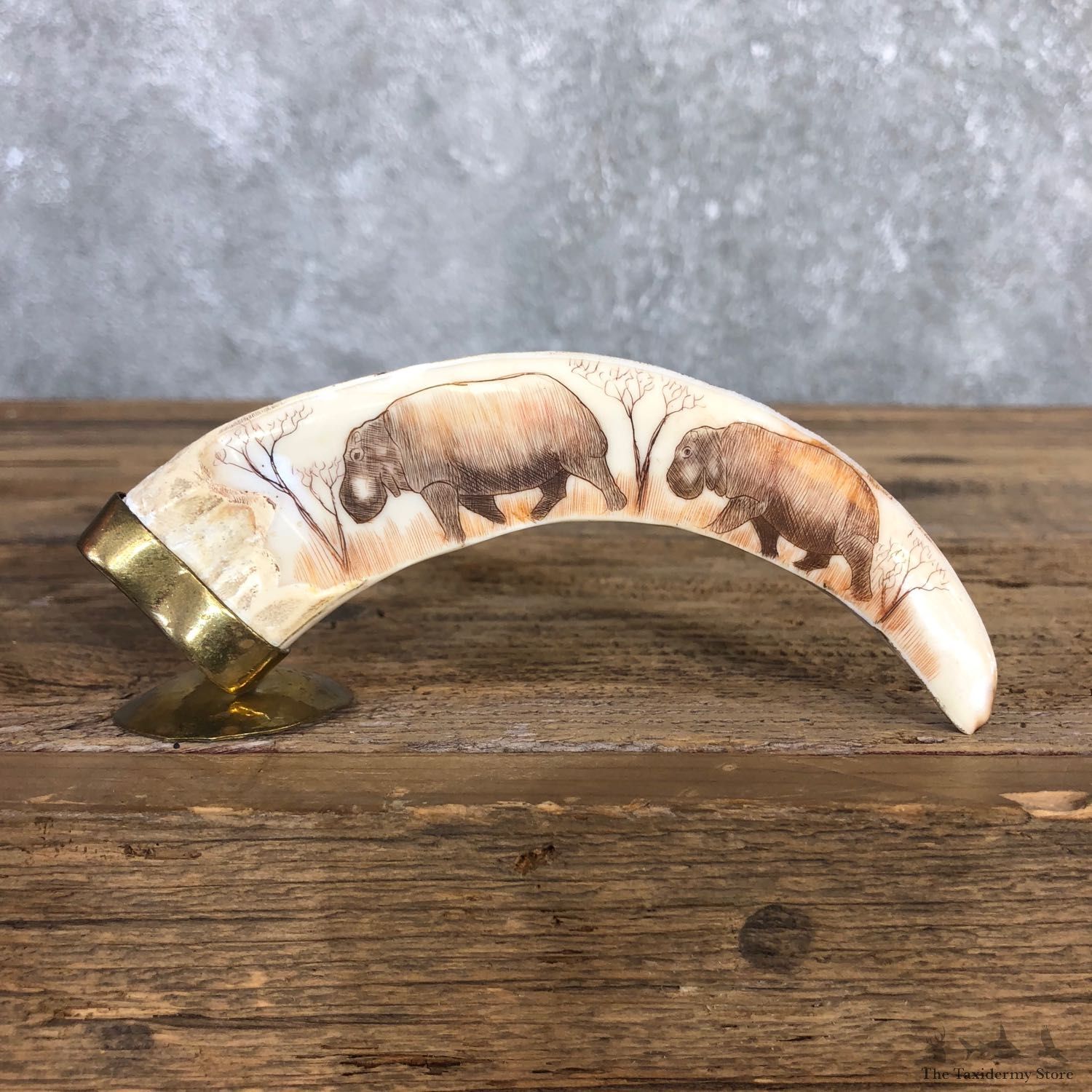 Scrimshawed Warthog Tooth For Sale #19947 @ The Taxidermy Store