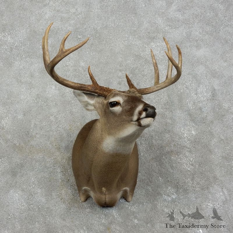 Whitetail Deer Shoulder Mount For Sale #17515 @ The Taxidermy Store
