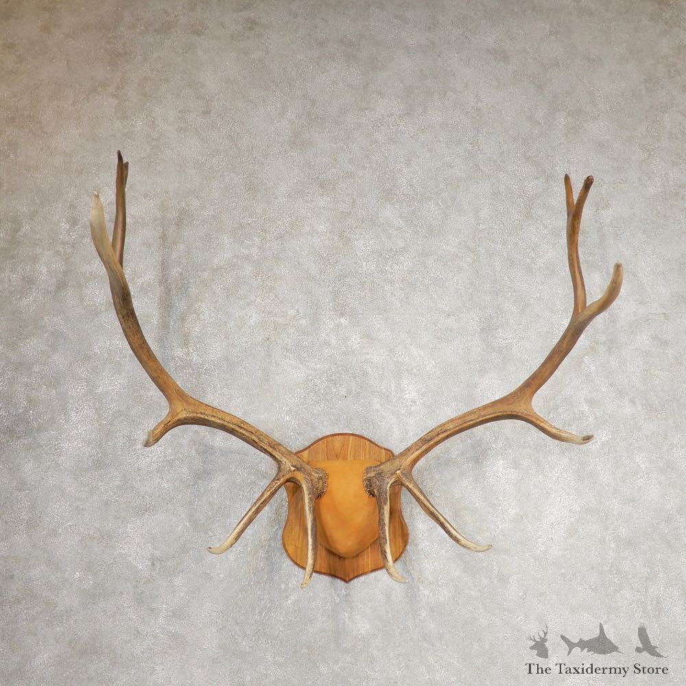 Rocky Mountain Elk Plaque Mount For Sale #21064 @ The Taxidermy Store