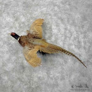 Ringneck Pheasant Bird Mount For Sale #31502 @ The Taxidermy Store