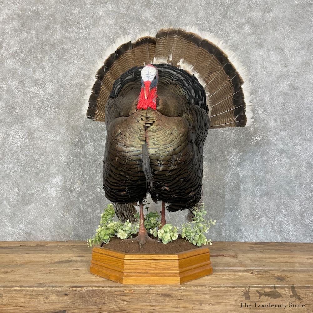 Gould's Turkey Bird Mount For Sale #27751 @ The Taxidermy Store