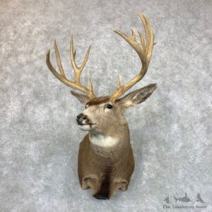 Mule Deer Shoulder Mount For Sale #23528 @ The Taxidermy Store