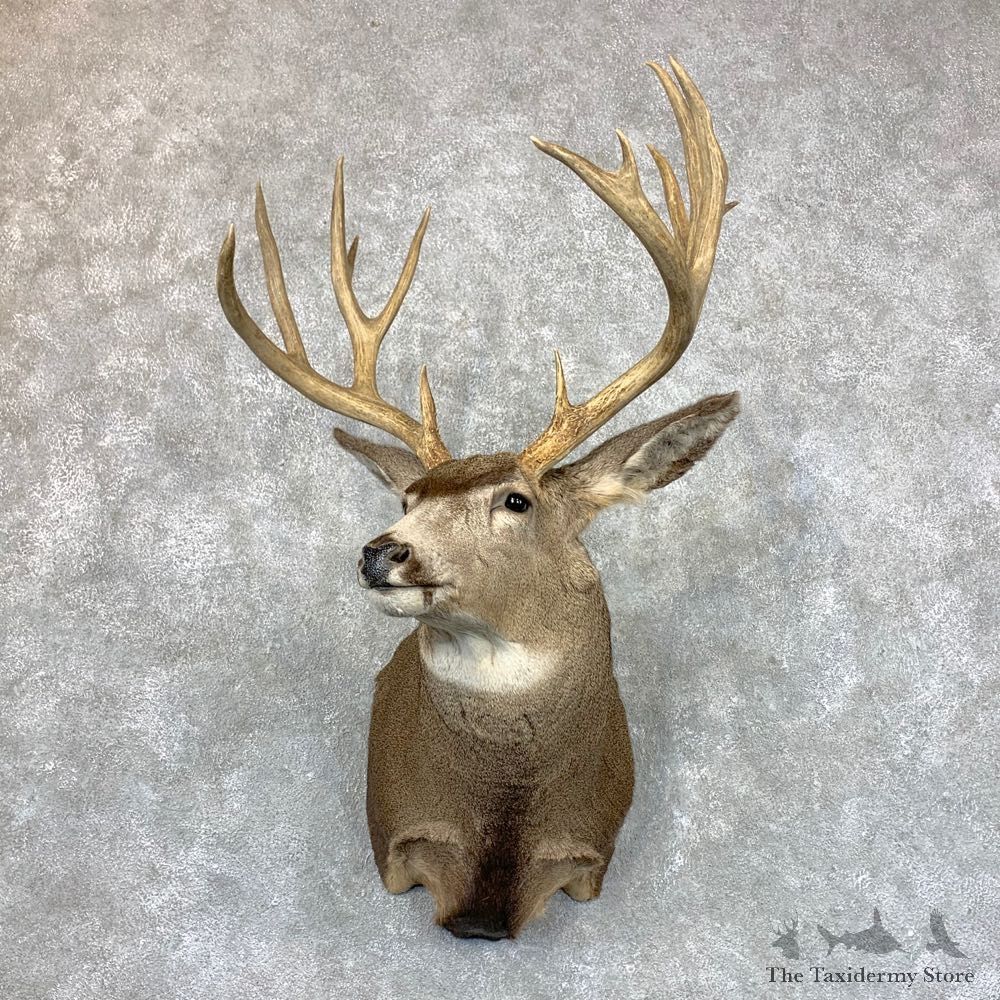 Mule Deer Shoulder Mount For Sale #23528 @ The Taxidermy Store