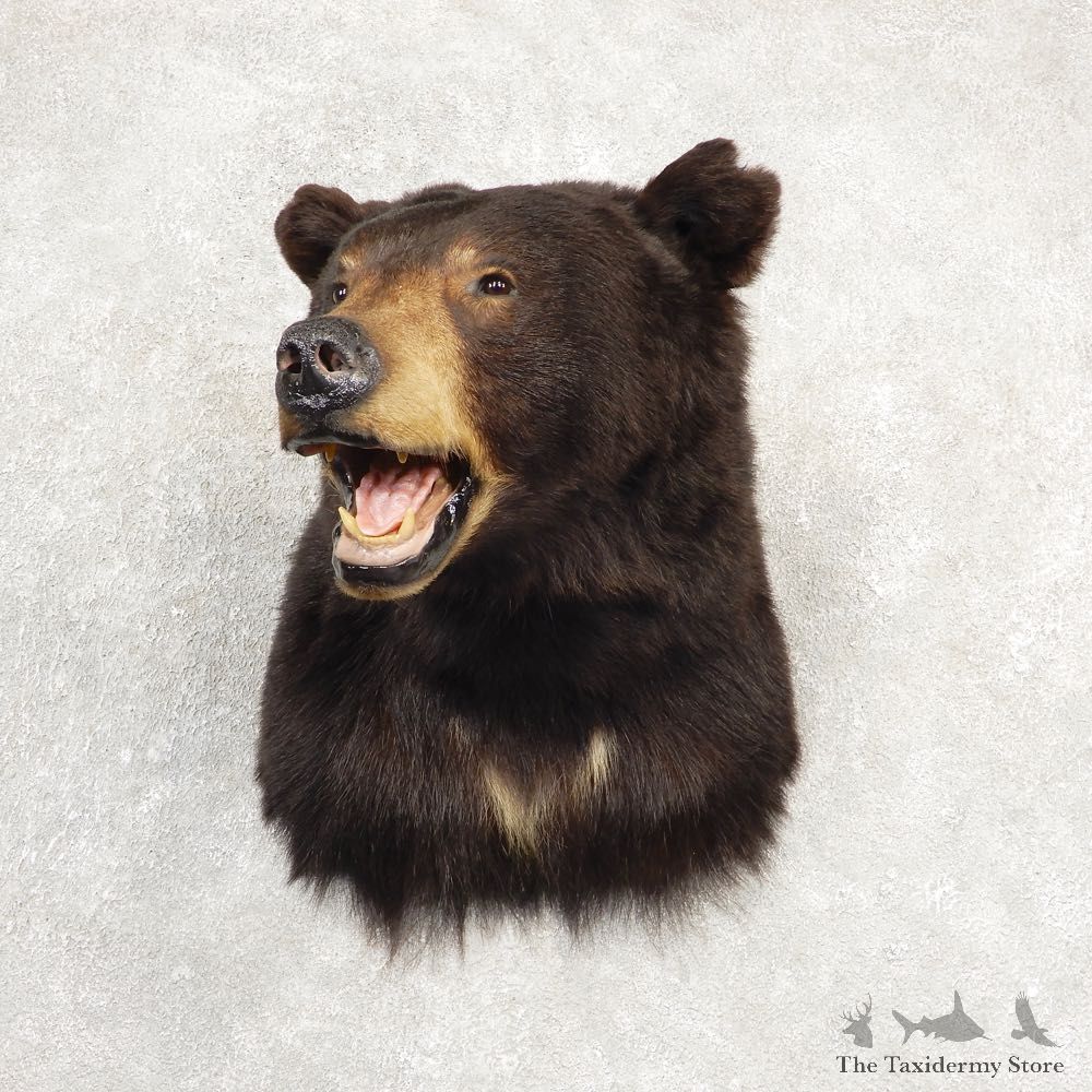 Black Bear Shoulder Taxidermy Mount For Sale #20519 @ The Taxidermy Store