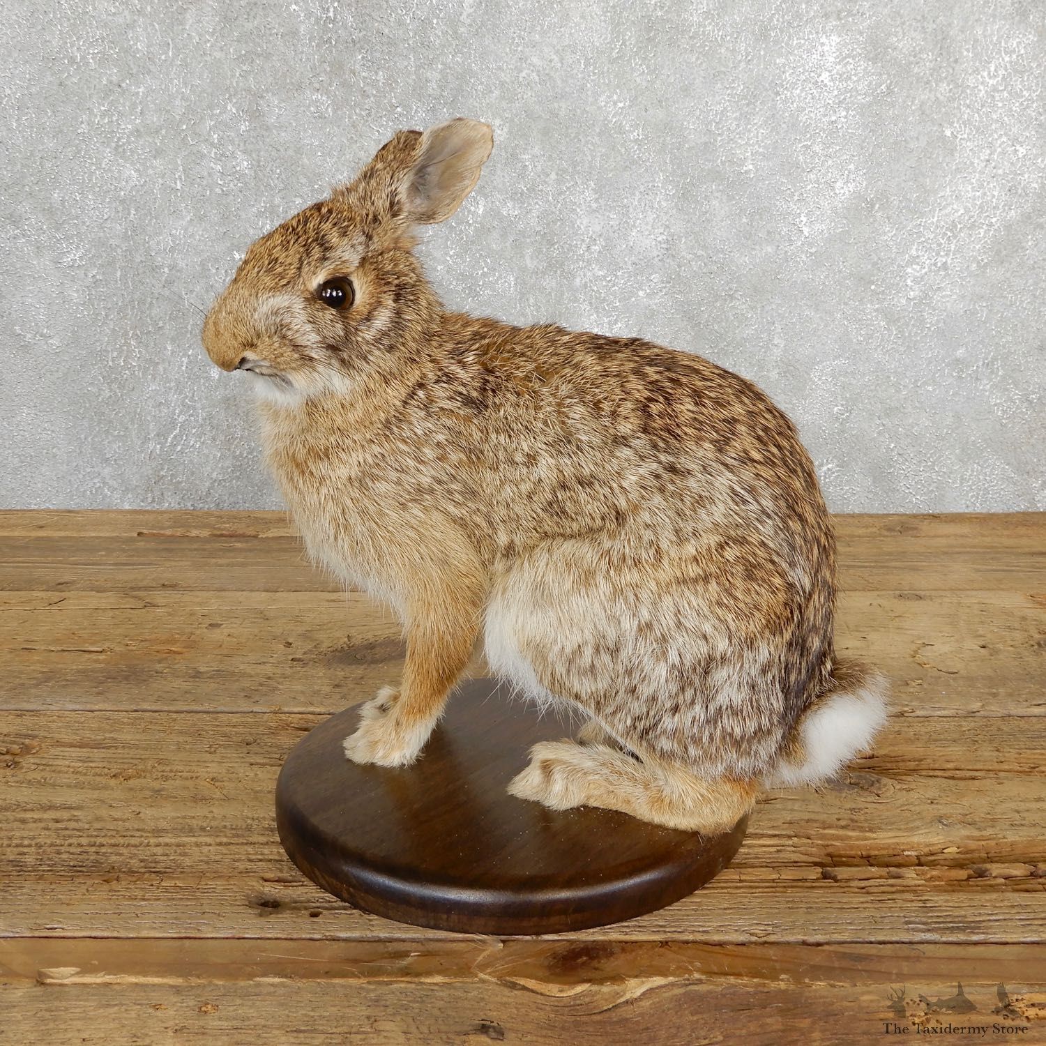 Life-size Cottontail Rabbit Taxidermy Mount For Sale #19690 @ The Taxidermy Store