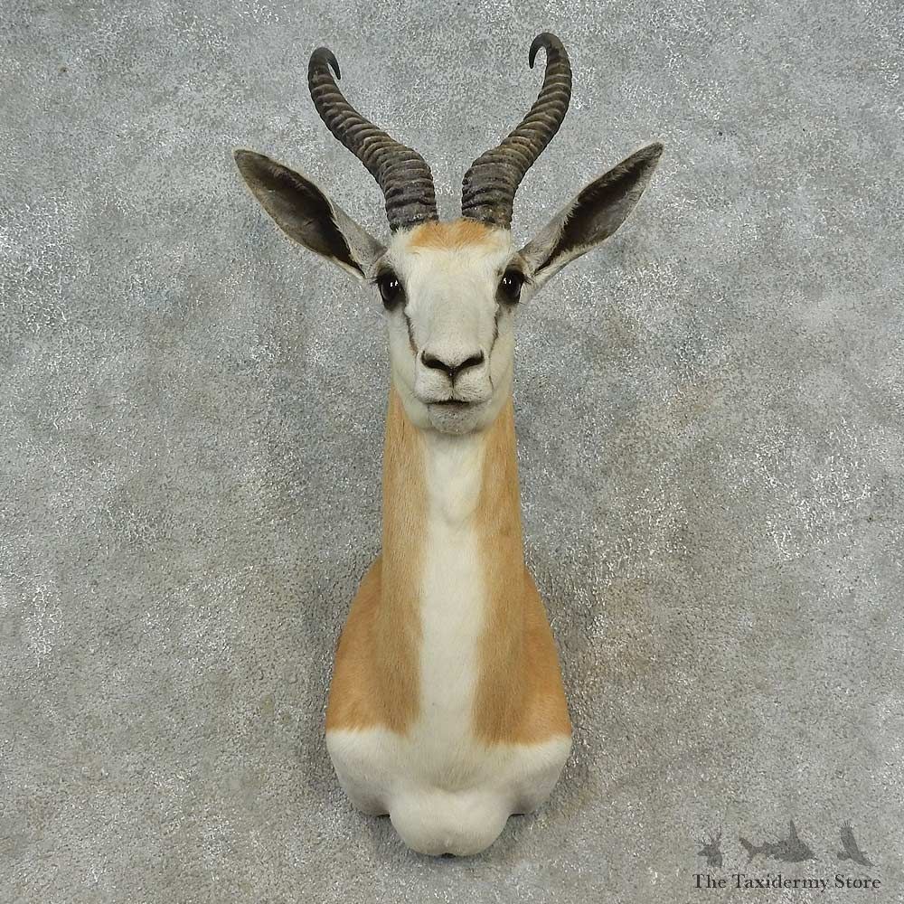 Cape Springbok Shoulder Mount For Sale #16644 @ The Taxidermy Store