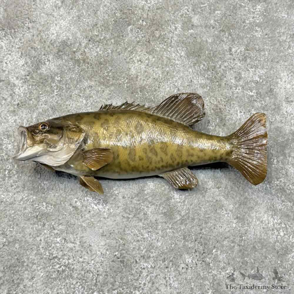 Smallmouth Bass Fish Mount For Sale #30460 @ The Taxidermy Store
