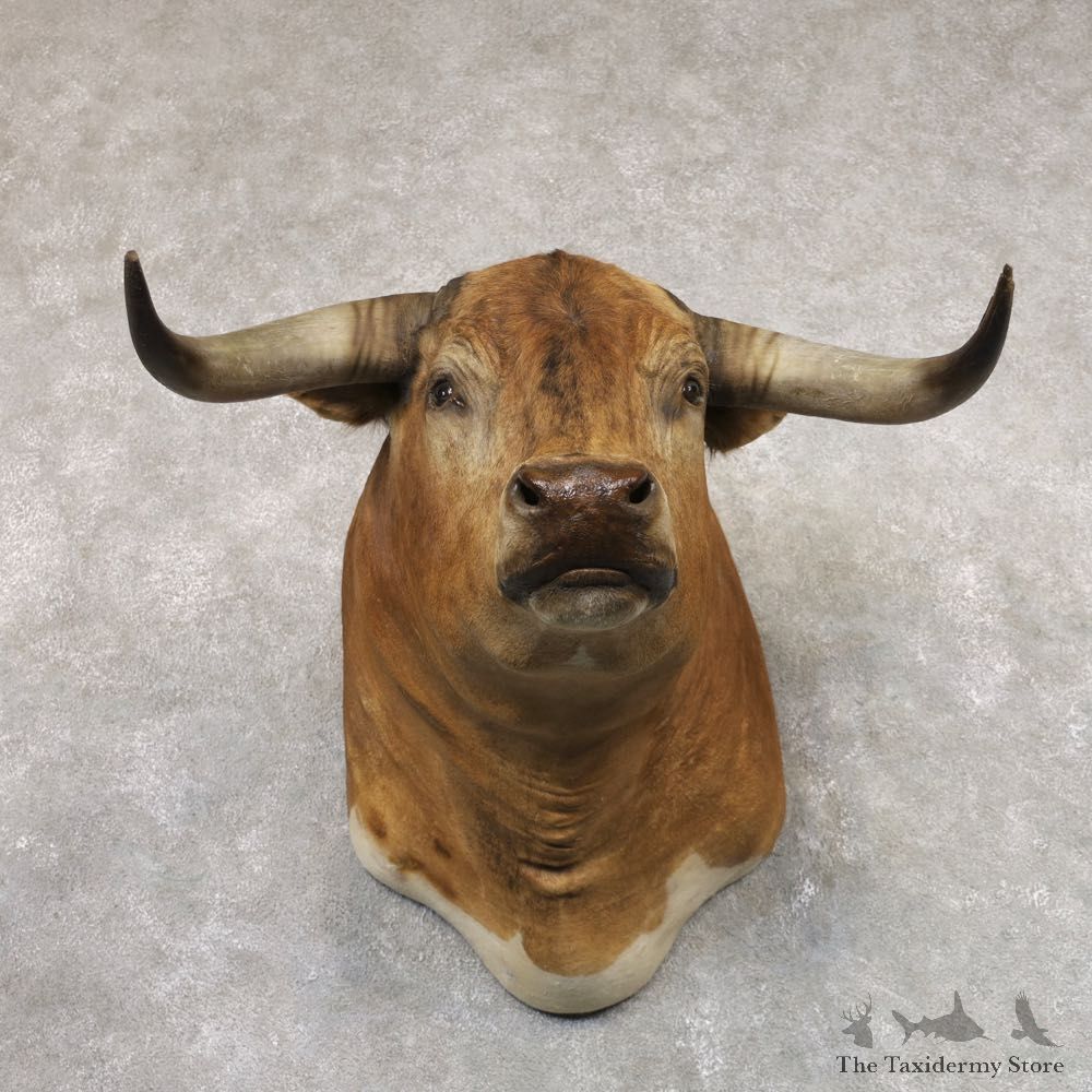 Spanish Fighting Bull Shoulder Mount For Sale #22345 @ The Taxidermy Store