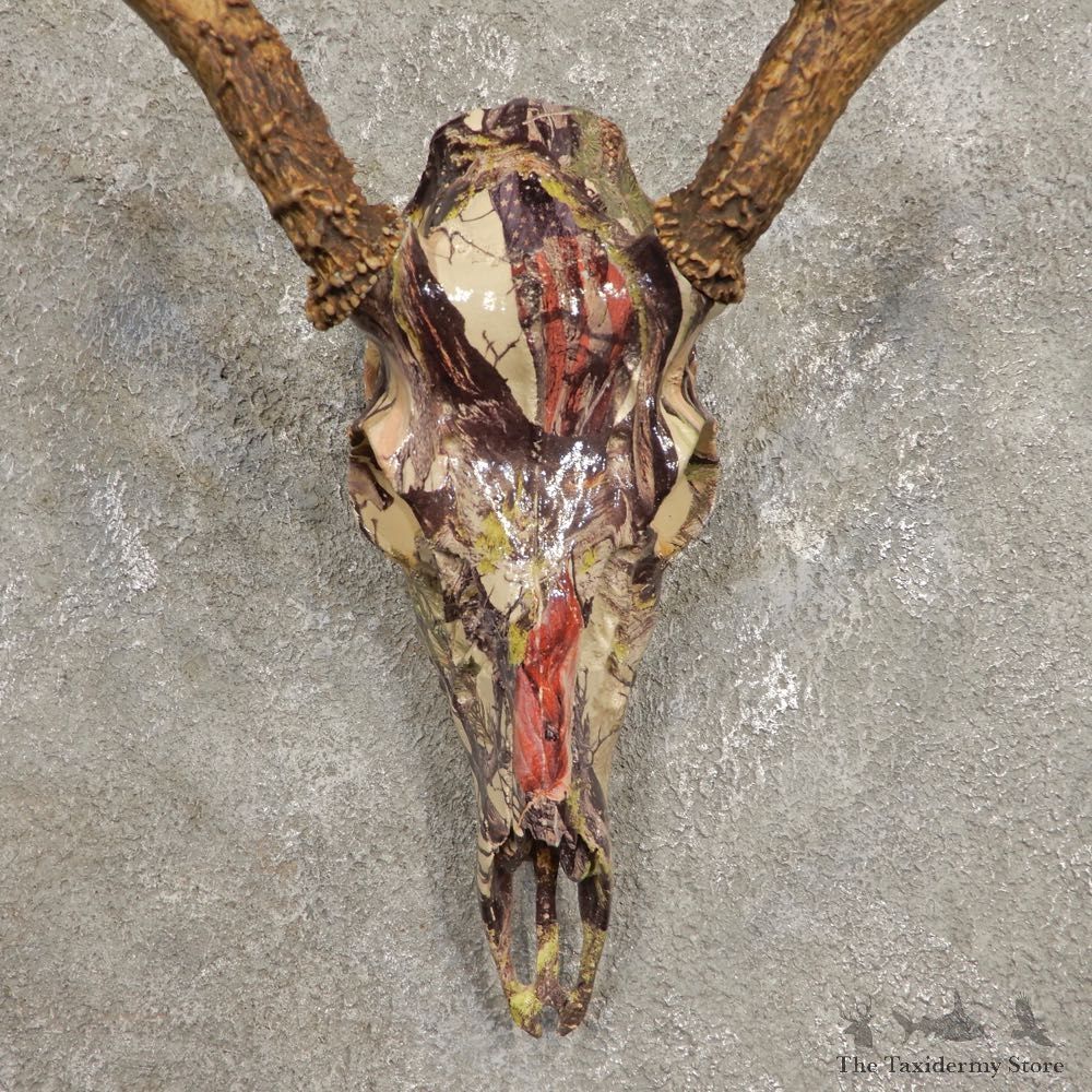 Whitetail Deer Skull European Mount For Sale #20449 @ The Taxidermy Store