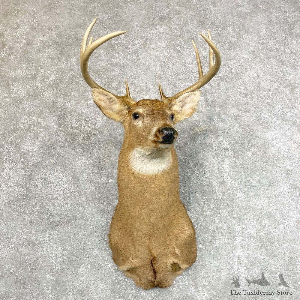 Whitetail Deer Taxidermy Shoulder Mount For Sale #24521 @ The Taxidermy Store