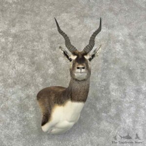 India Blackbuck Wall Pedestal Mount For Sale #31325 @ The Taxidermy Store