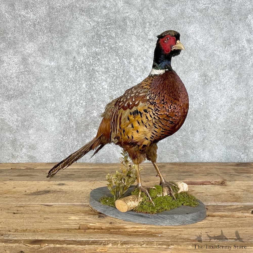 Ringneck Pheasant Bird Mount For Sale #25799 @ The Taxidermy Store
