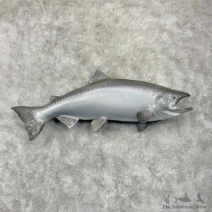King Chinook Salmon Fish Mount For Sale #31807 @ The Taxidermy Store