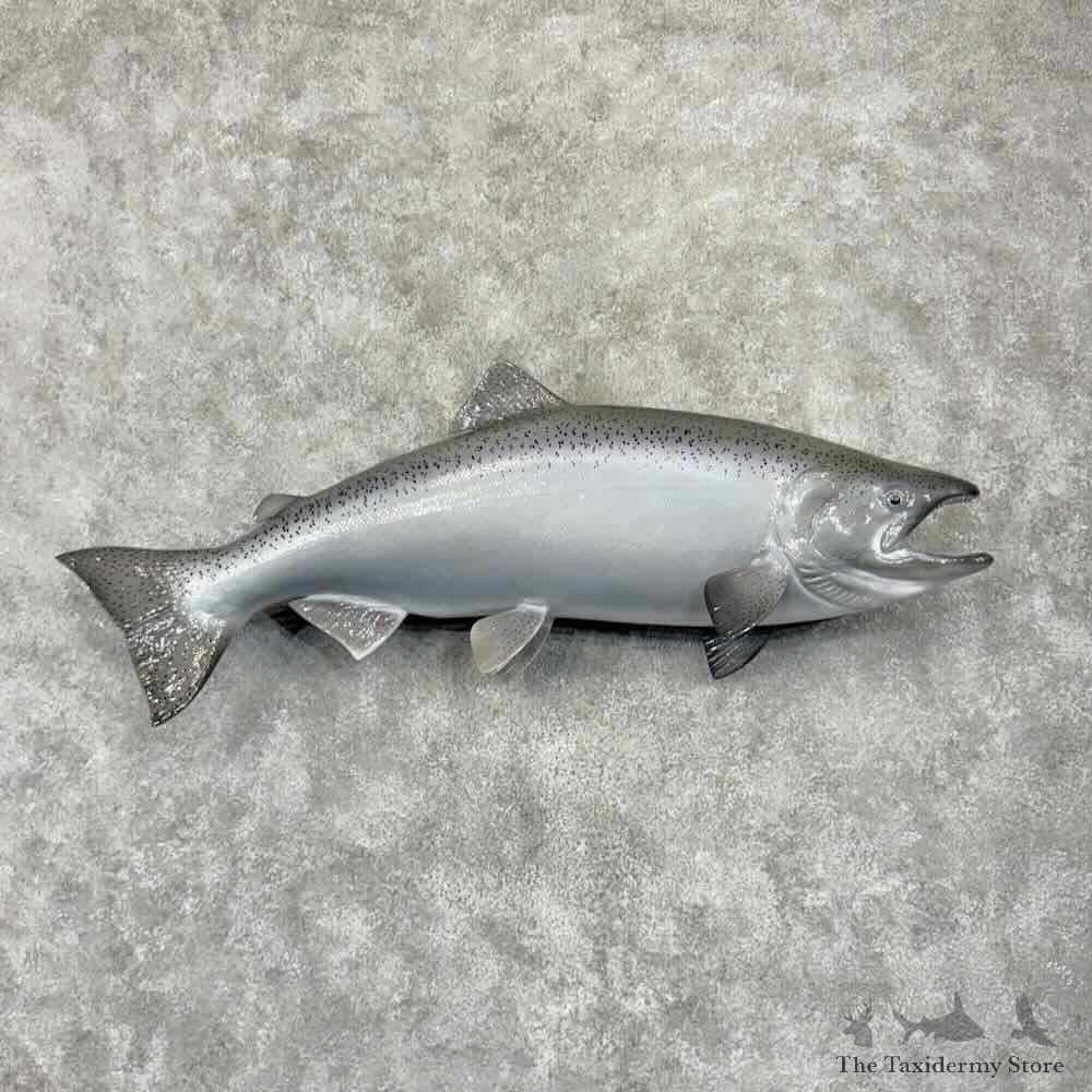 King Chinook Salmon Fish Mount For Sale #31807 @ The Taxidermy Store
