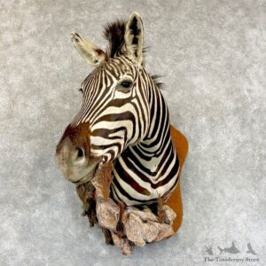 Plains Zebra Shoulder Mount For Sale #24273 @ The Taxidermy Store