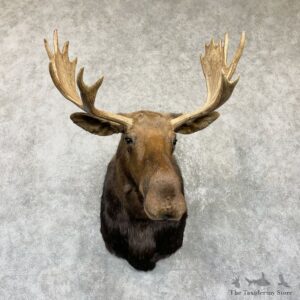 Moose Shoulder Mount For Sale #26474 @ The Taxidermy Store