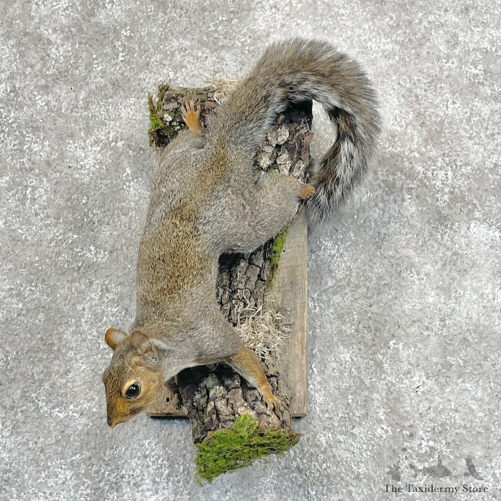 Grey Squirrel Life-Size Mount For Sale #28718 @ The Taxidermy Store
