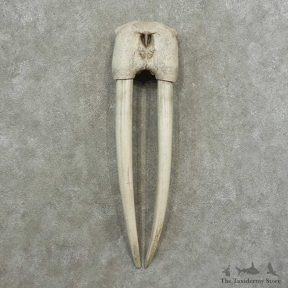 Walrus Replica Skull European Mount For Sale #16779 @ The Taxidermy Store
