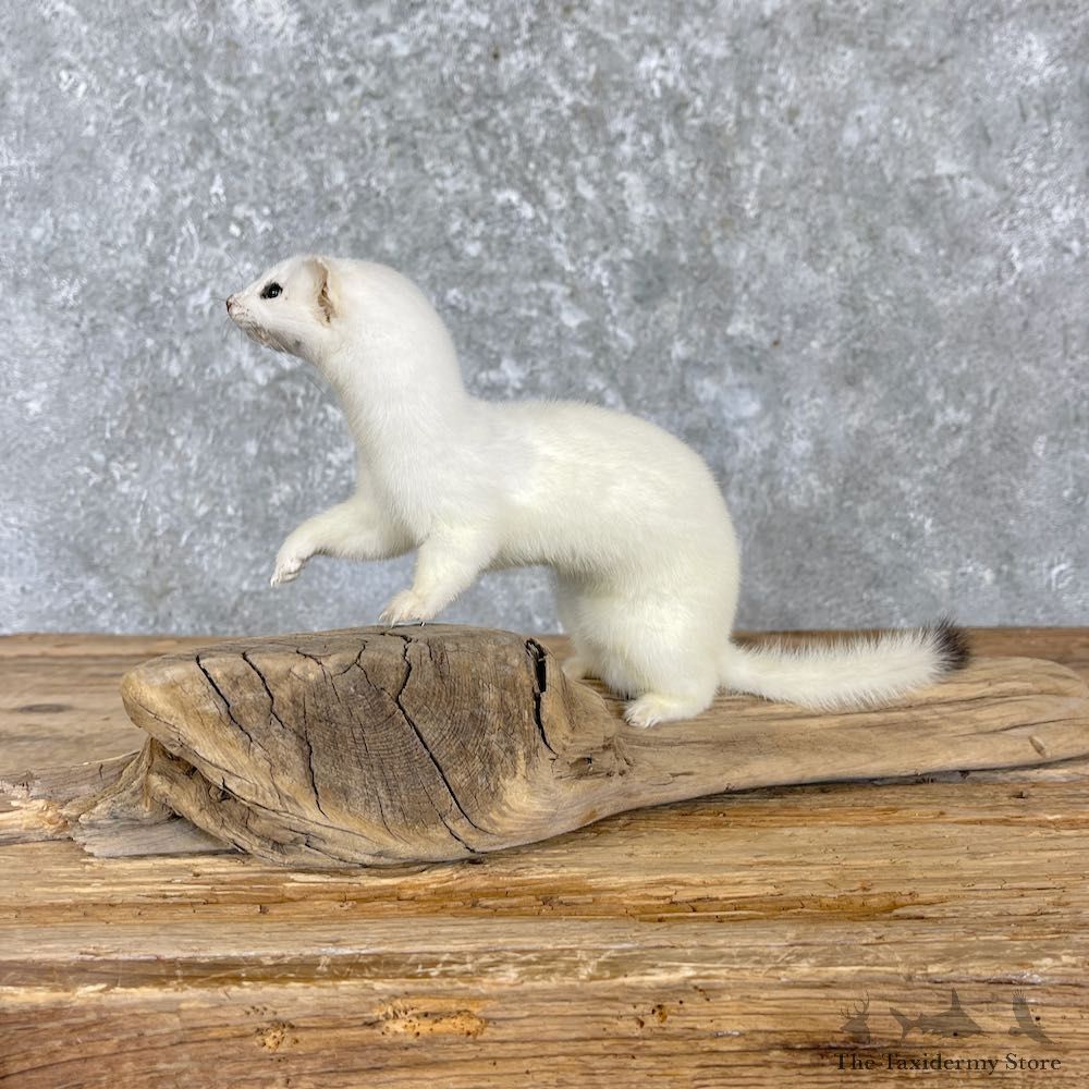 Ermine Life-Size Mount For Sale #27185 @ The Taxidermy Store