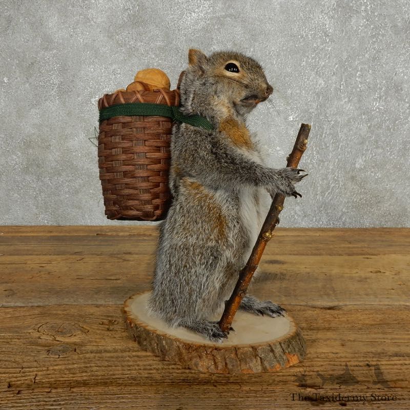 Hiking Squirrel Novelty Mount For Sale #17721 @ The Taxidermy Store