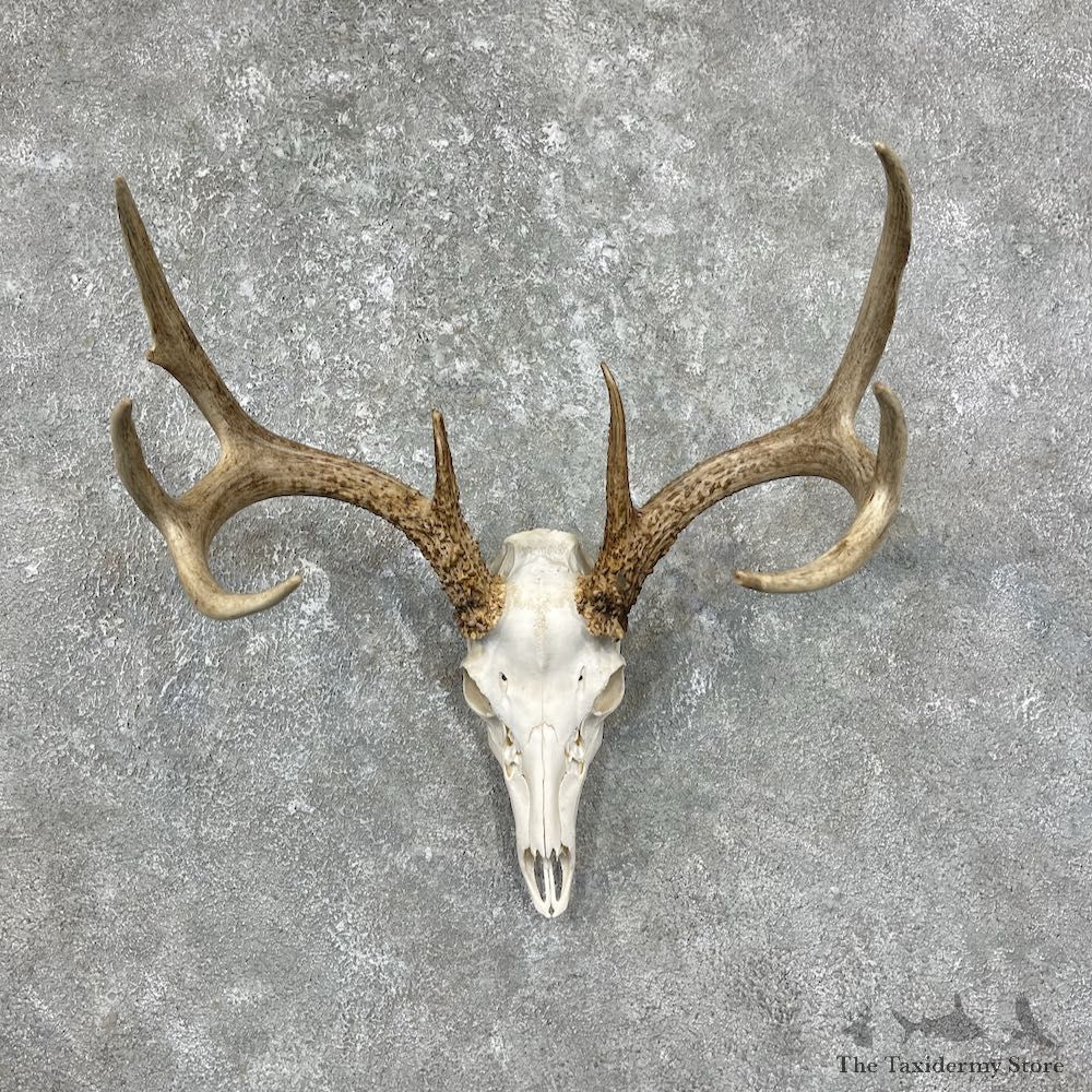 Whitetail Deer Skull European Mount For Sale #25599 @ The Taxidermy Store
