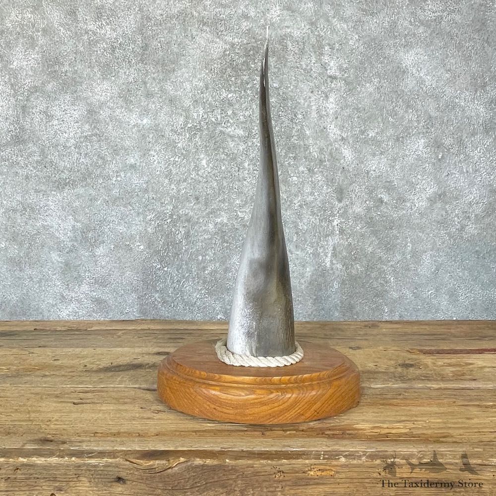 Halibut Tail Taxidermy Fish Mount #24724 For Sale @ The Taxidermy Store