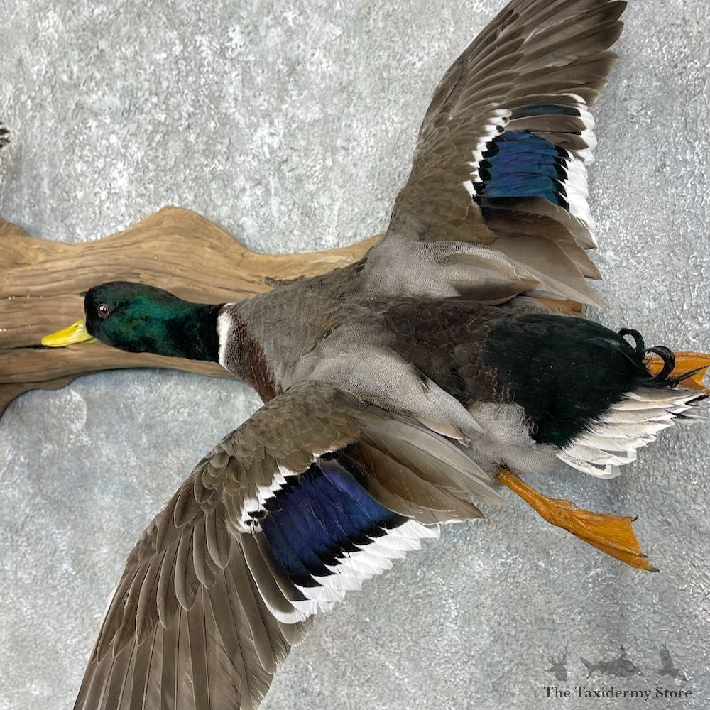 Mallard Drake and Hen Taxidermy Duck Mount For Sale #25759 - The Taxidermy Store