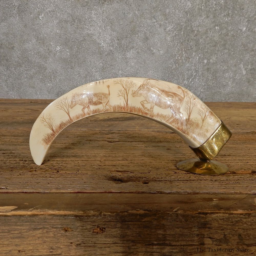 Scrimshawed Warthog Tooth For Sale #20131 @ The Taxidermy Store