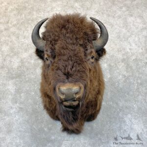 American Bison Shoulder Mount For Sale #23758 @ The Taxidermy Store
