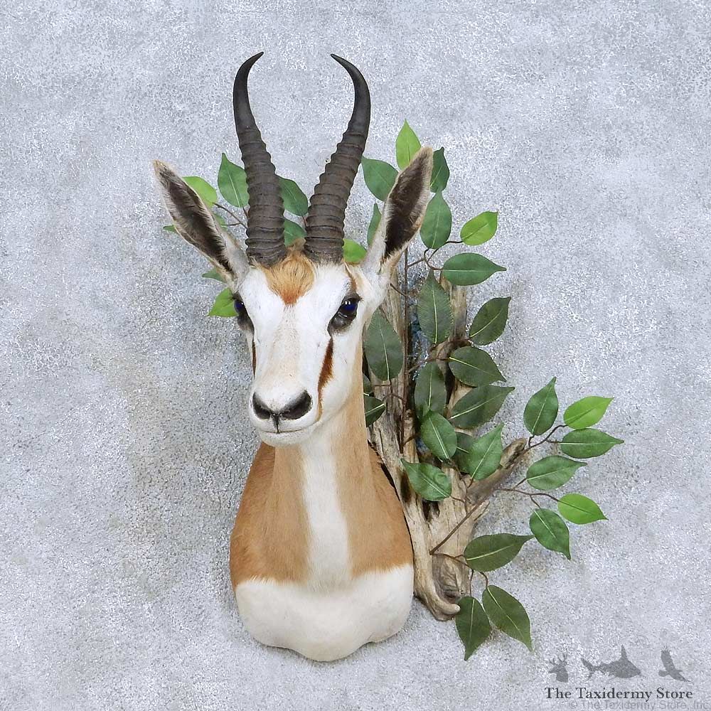 African Springbok Shoulder Mount For Sale #13968 @ The Taxidermy Store