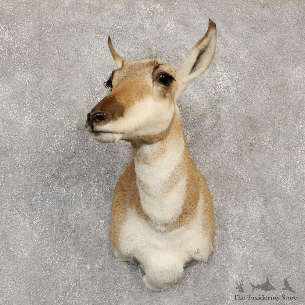 Female Pronghorn Antelope Shoulder Mount For Sale #20140 @ The Taxidermy Store