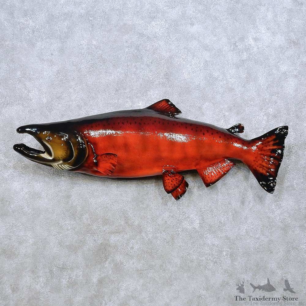 Spawning King Salmon Fish Mount For Sale #14453 @ The Taxidermy Store