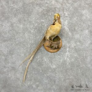 Buff Golden Pheasant Bird Mount For Sale #24173 @ The Taxidermy Store