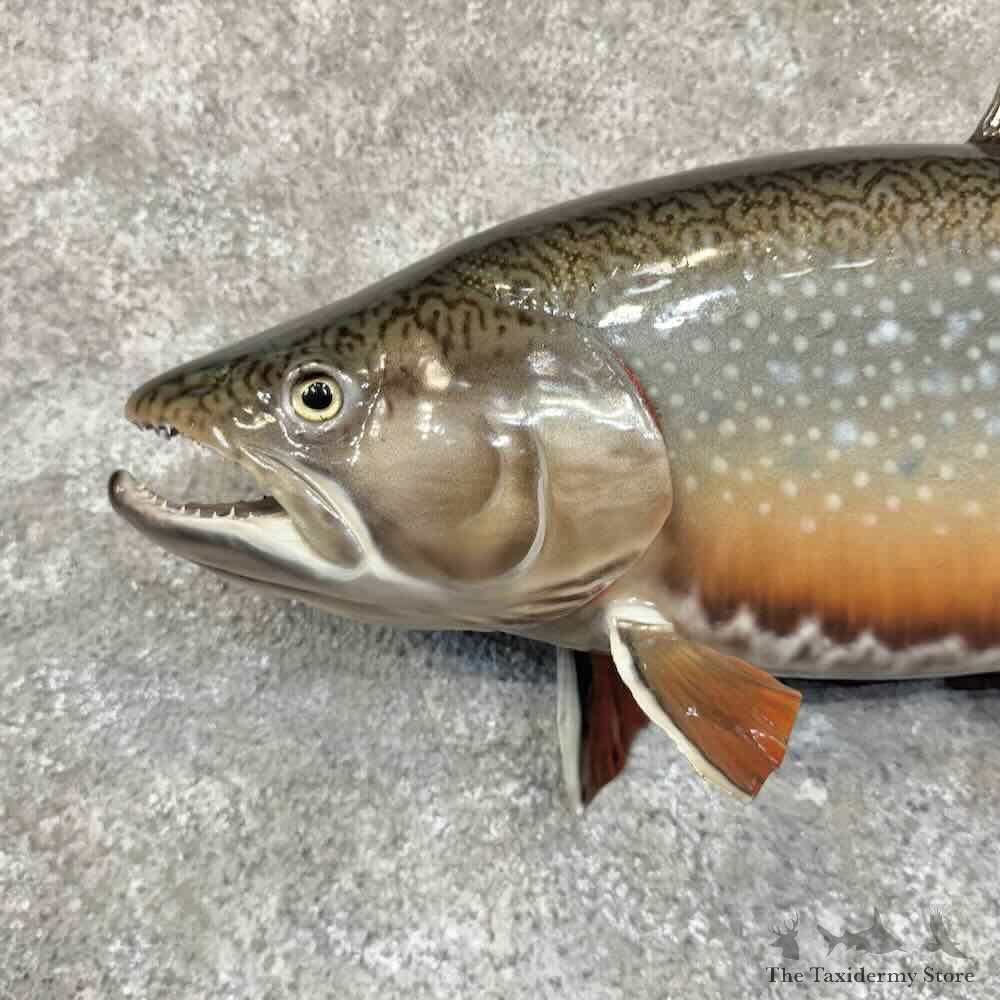 Brook Trout Fish Mount For Sale #30753 @ The Taxidermy Store