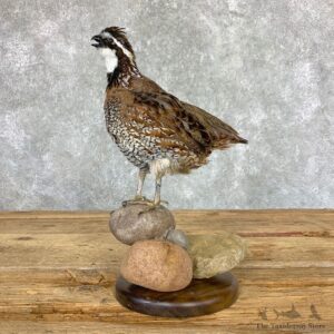 Bobwhite Quail Bird Mount For Sale #22967 @ The Taxidermy Store