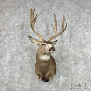Mule Deer Shoulder Mount For Sale #26800 @ The Taxidermy Store