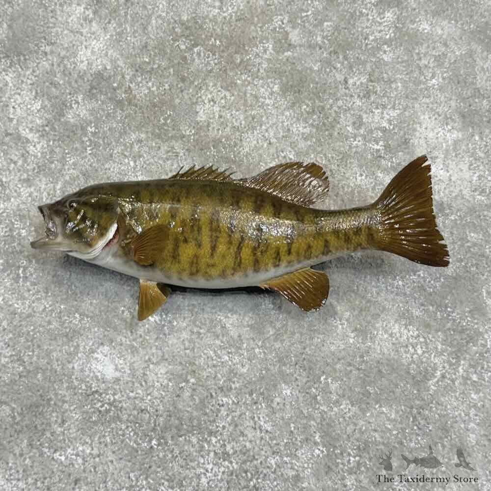 Smallmouth Bass Fish Mount For Sale #31064 @ The Taxidermy Store