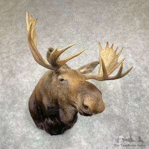 Alaskan Yukon Moose Mount For Sale #27095 @ The Taxidermy Store