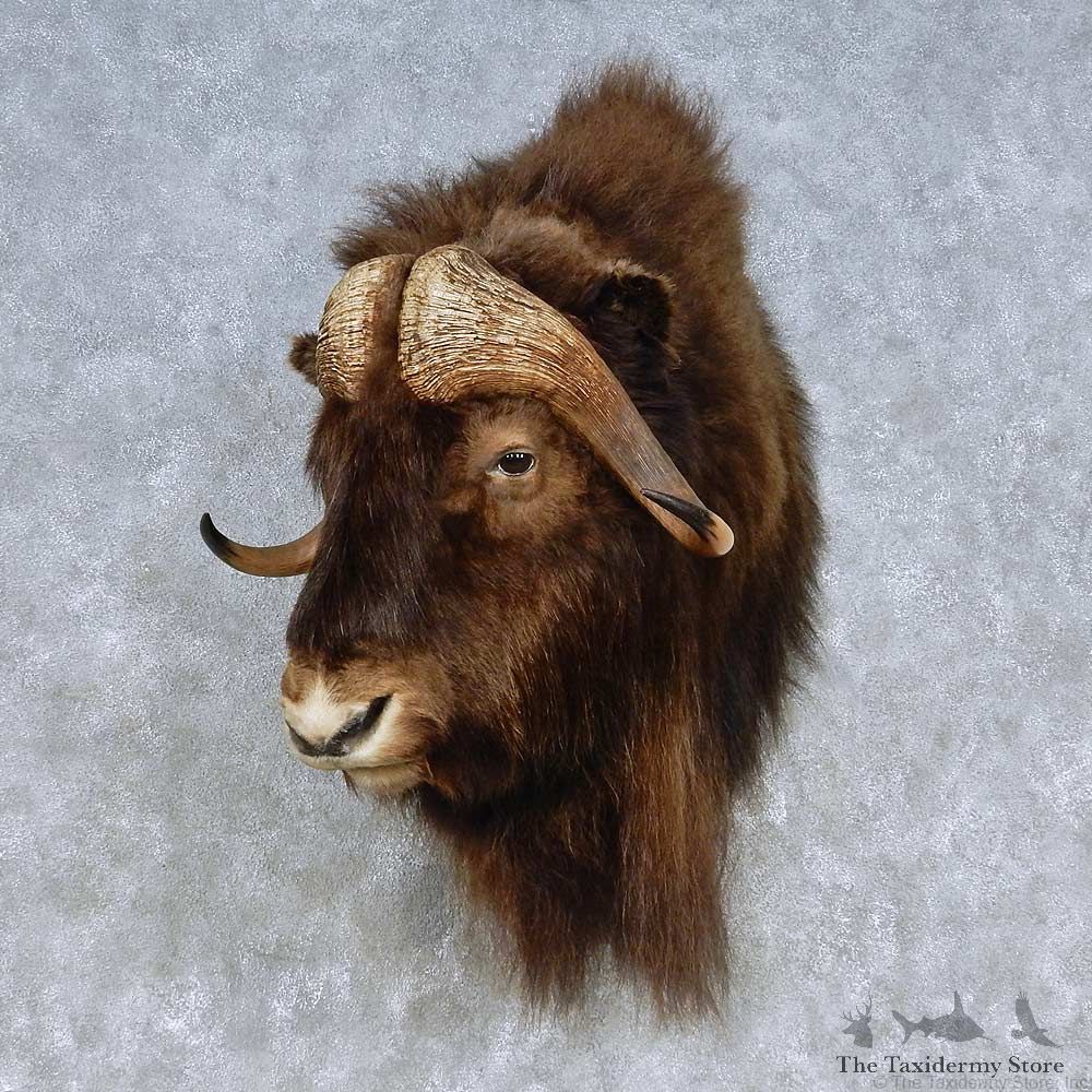 Barren Ground Muskox Shoulder Mount For Sale #15094 @ The Taxidermy Store