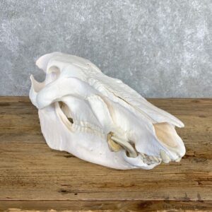 Red River Hog Full Skull Mount #21539 For Sale @ The Taxidermy Store