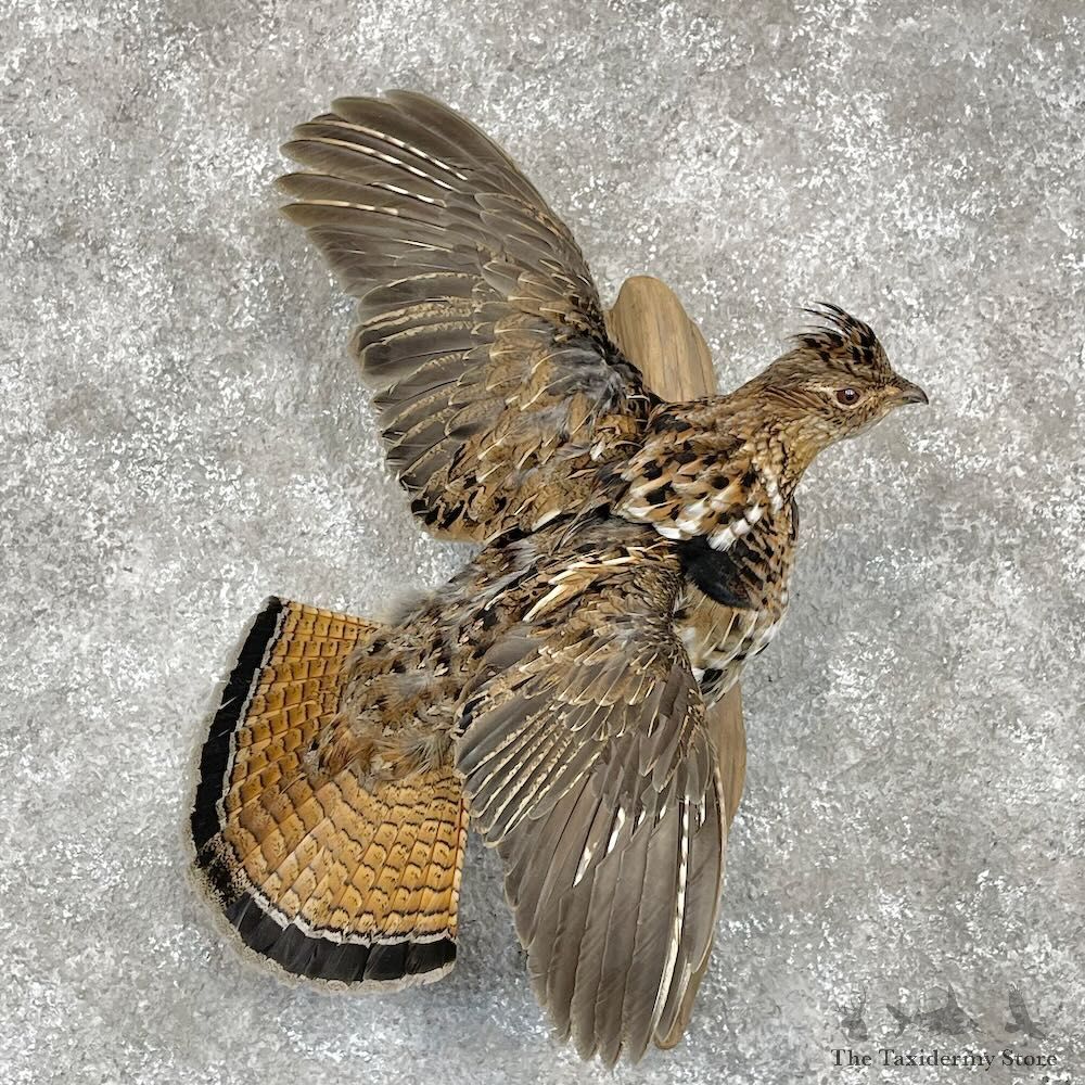 Ruffed Grouse Mount For Sale #28558 @ The Taxidermy Store