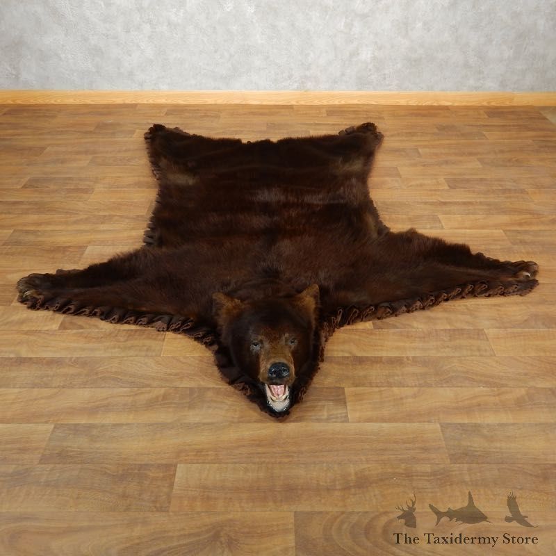 Brown Bear Taxidermy Rug with Mounted Head 17890 For Sale @ The Taxidermy Store