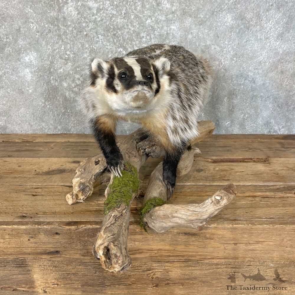 American Badger Life-Size Mount For Sale #27738 @ The Taxidermy Store